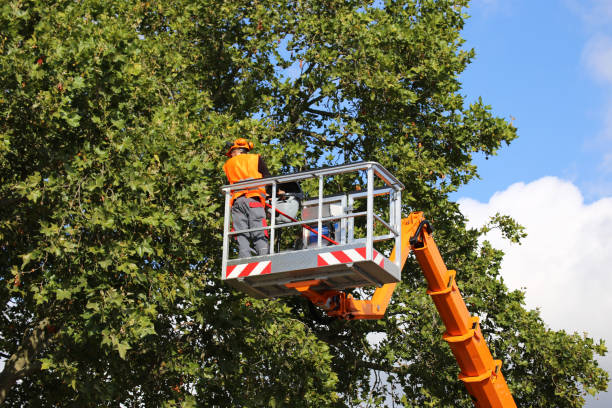 Best Large Tree Removal  in Belen, NM